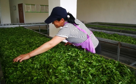 济宁茶企推广使用生物质燃料颗粒；；；帕Ｐ氯剂,经济效益和生态效益双赢