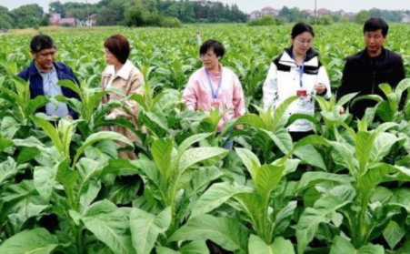 江西吉安：生物质烘烤 “点燃” 烟叶工业绿色转型之路